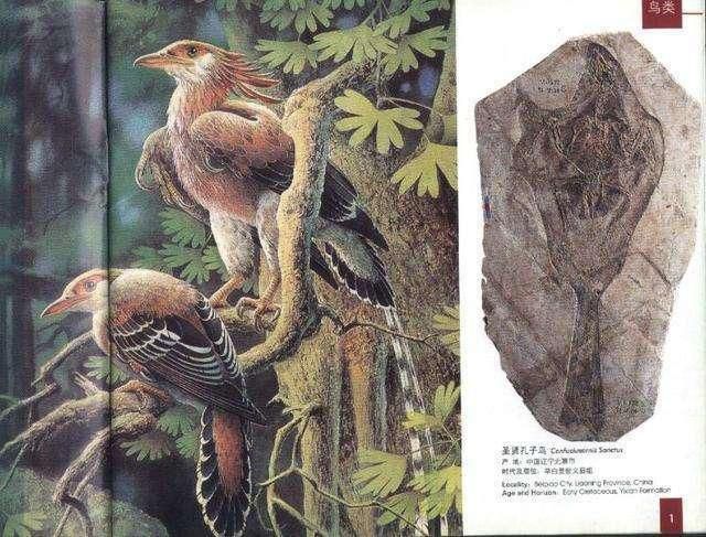 遼西地區為何成為古生物化石“聚寶盆”這裏就是天然的化石庫