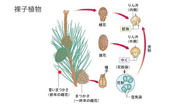 明明滿大街都是銀杏樹 為什麼銀杏比大熊貓還要瀕危 頭條新聞