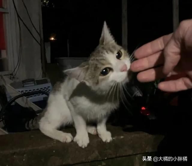 流浪小貓被小夥的善意吸引,每天都來求抱抱,貓:就決定是你了