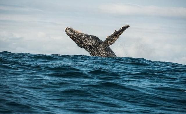 斯特龍塞怪獸 這個怪物體長超過了18米 可能是未確認生物體 頭條新聞
