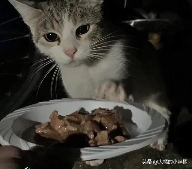 流浪小貓被小夥的善意吸引,每天都來求抱抱,貓:就決定是你了