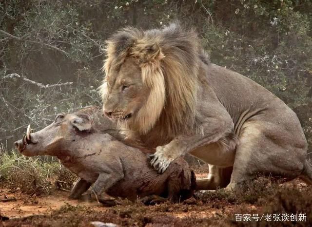 很多食草動物為啥長有硬角?