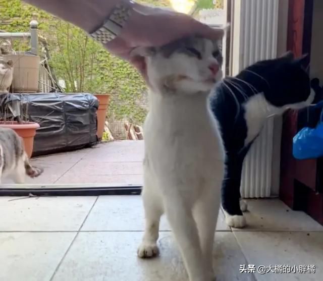 流浪小貓被小夥的善意吸引,每天都來求抱抱,貓:就決定是你了