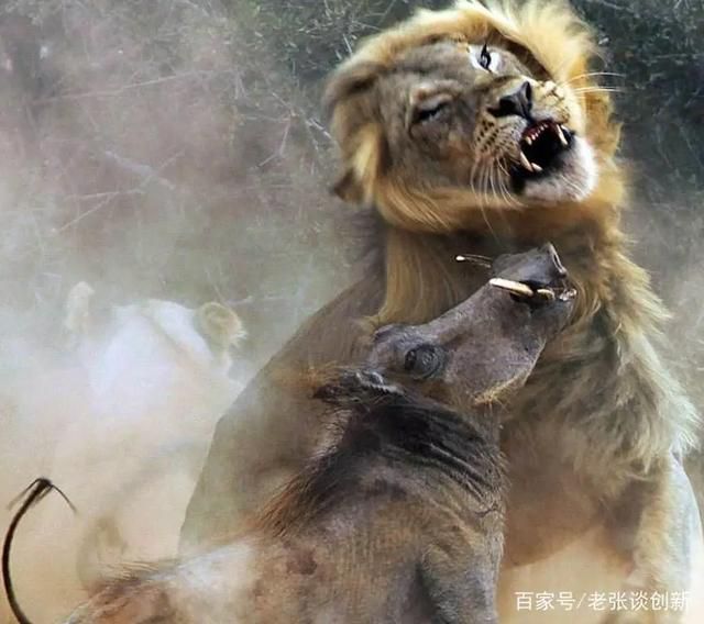 很多食草動物為啥長有硬角?