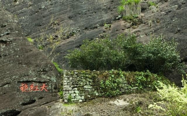 世界上最牛的5棵樹,1棵常經常用來拍電影,一棵在中國價值超1億