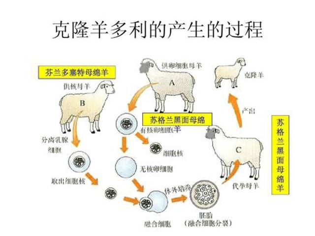 為何如今很少提起“克隆”?看完“多利羊”的一生,答案徹底明了 – 頭條新聞