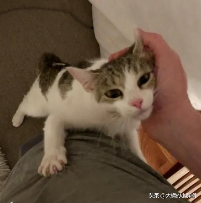 流浪小貓被小夥的善意吸引,每天都來求抱抱,貓:就決定是你了