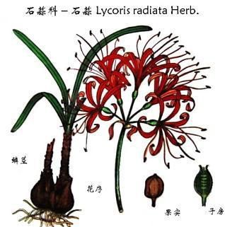 電影中大量出現的的彼岸花是什麼花你知道嗎 頭條新聞