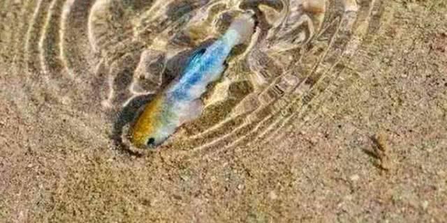 世界上最不正經的沙漠:遍地湖泊魚蝦,堪稱沙漠中最失敗的成員
