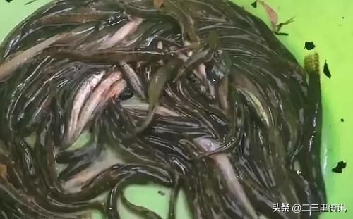 吉林大爺破冰捕魚:一斤能賣25元