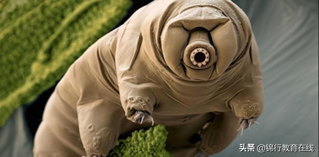 水熊蟲是地表最強生物 但科學家們發現了它們的弱點 頭條新聞